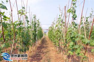 數說賀州 特色產業逐步壯大