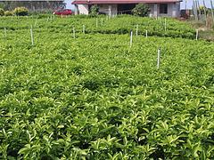 馬水桔苗哪里有賣 廣西優質的馬水桔苗,馬水桔苗哪里有賣 廣西優質的馬水桔苗生產廠家,馬水桔苗哪里有賣 廣西優質的馬水桔苗價格