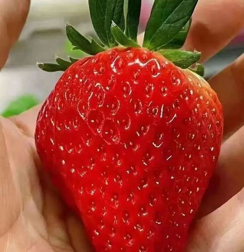 草莓季回歸 有甜又有顏,周末走起