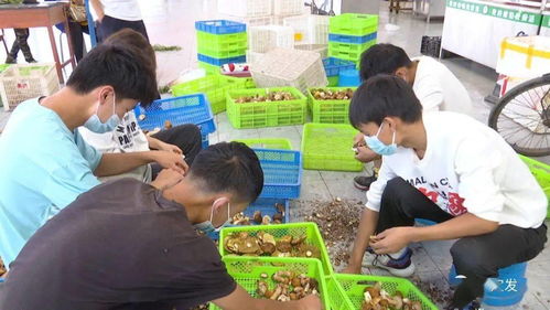 野生菌上市助農增收