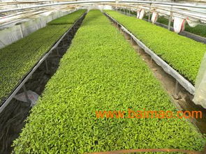 廊坊嫁接茄子苗廠家就到永清豐瑞果蔬農村專業合作社批發&ndash;廊坊嫁接茄子苗廠家就到永清豐瑞果蔬農村專業合作社廠家&ndash;廊坊嫁接茄子苗廠家就到永清豐瑞果蔬農村專業合作社供應商