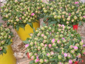 精品花色系列 公司相冊 菏澤市芬芳花木種植專業合作社