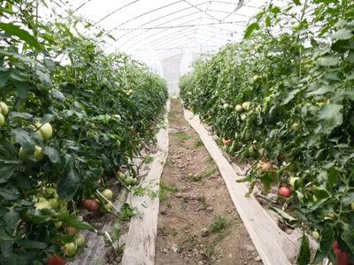 橙肉西瓜、玉菇甜瓜、刺黃瓜、大番茄,一大波應季瓜果集中上市!