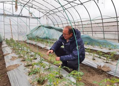新一輪寒潮來襲,蔬果合作社全力保障蔬菜穩產穩供