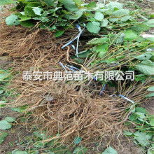 西安周至終南金果園果蔬專業合作社