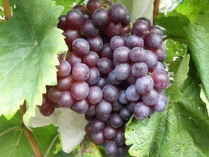 紅寶石無核葡萄 棲霞市文遠果蔬專業合作社 紅提葡萄,紅寶石無核葡萄