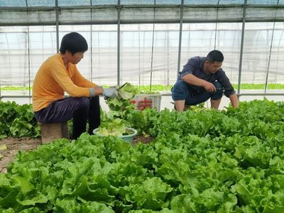 青浦蔬菜基地迎來豐收價格跌,生菜田頭交易每斤0.7元