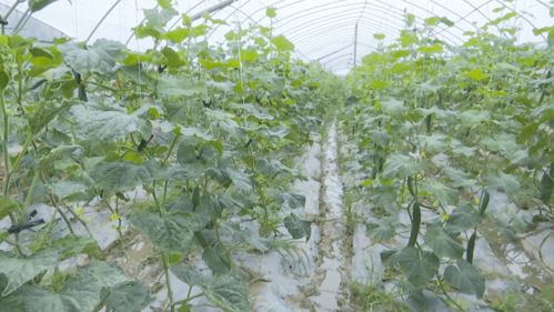 高質量發展看云夢高效菜園 系列報道之三 清潔技術促云夢蔬菜提檔升級