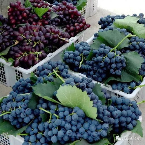 金堂縣睿宇果蔬專業合作社典型案例