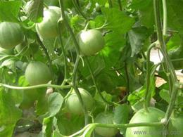 甜瓜,西紅柿,黃瓜,絲瓜,辣椒 壽光市廣聚果蔬專業合作社