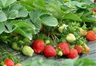 新出爐的全省果蔬采摘旅游基地,溫州就有7家,周末約起