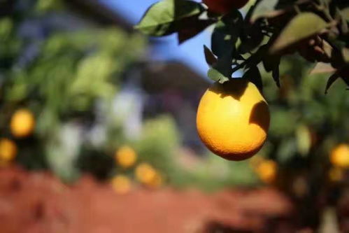 云南優秀企業 建水縣躍貴果蔬專業合作社