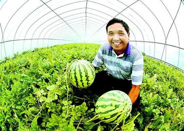 合作社發展大棚果蔬