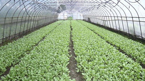 供應不斷檔, 菜籃子 拎穩嘍