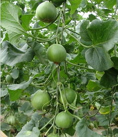 果蔬觀光采摘,河北伊麗莎白甜瓜,唐山生態采摘園,唐山素食餐廳,紅肉雪梨采摘,唐山市路北區亞棟果蔬農民專業合作社