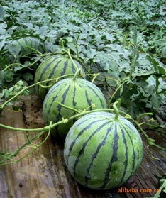 昌樂禾潤果蔬專業合作社