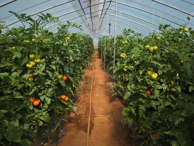 芹泉鎮:蔬果產業厚植鄉村振興根基