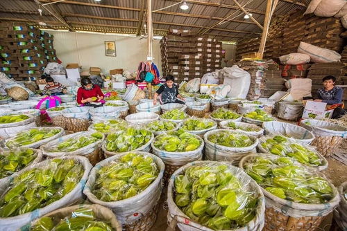 漳州電商幫扶 觸 網(wǎng) 向前