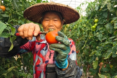 長泰妙韓蔬果:&ldquo;會種地&rdquo;變&ldquo;慧種地&rdquo;