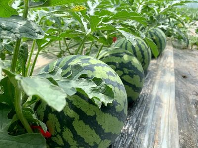 上海夏天最好吃的西瓜,原來都在這里了!