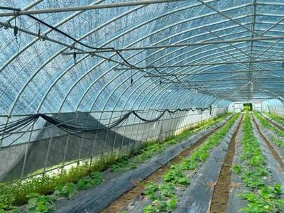 熱浪"烤驗"!嘉定這里的蔬菜合作社這樣做&hellip;