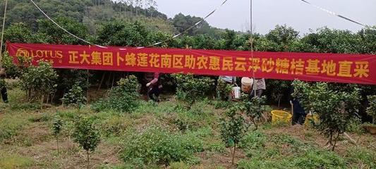 云浮郁南平臺:農(nóng)超對接,助力沙糖桔挺進(jìn)大灣區(qū)