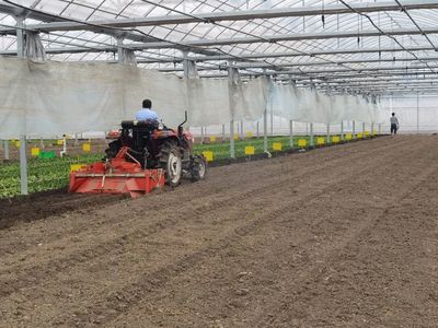 夏至又至,農(nóng)事繁忙,果蔬爭榮