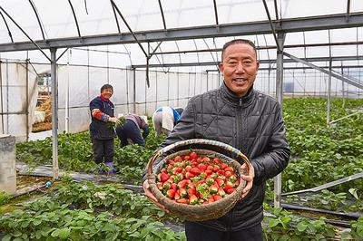 一米市集 冬季草莓采摘活動