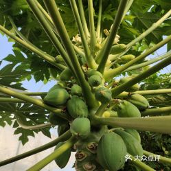 上海藏財蔬果專業(yè)合作社火龍果采摘園