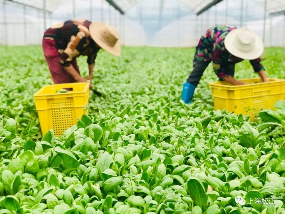 滬上菜籃子基地、松江首家鄉(xiāng)村民宿&hellip;浦南這個村未來可期!