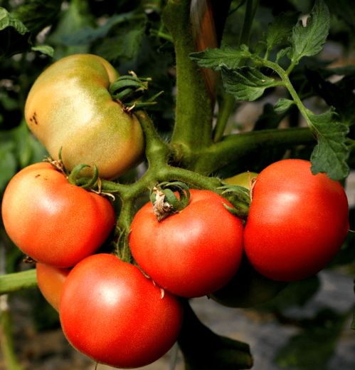 供不應(yīng)求 金山早春番茄搶 鮮 上市