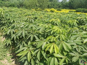 七葉樹(shù) 茶條槭精品推薦 公司相冊(cè) 沭陽(yáng)縣華新花木種植專業(yè)合作社