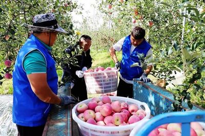 宣威:滬滇協(xié)作迎豐收 致富蘋(píng)果香又甜
