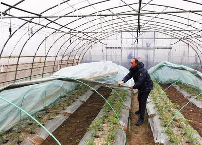 新一輪寒潮來襲,蔬果合作社全力保障蔬菜穩產穩供