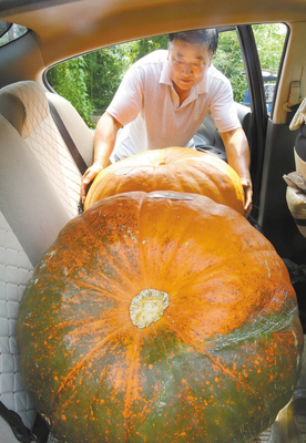 美國巨型南瓜落戶宜興_江蘇國際在線