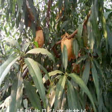 寶雞市陳倉區華潤果蔬專業合作社