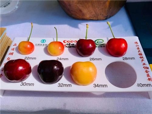 仙品果蔬專業合作社 優質水果的綠色家園