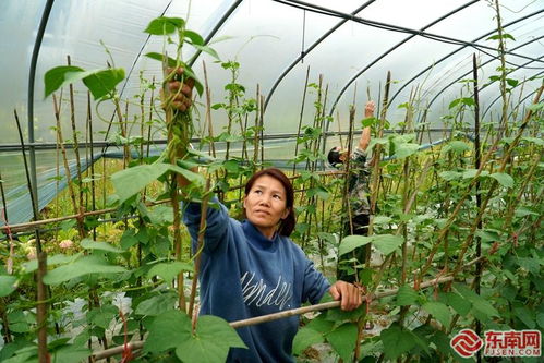 政和東平春耕美如畫 蔬果專業合作社的田園交響曲