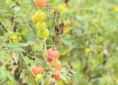 美得太驚艷！博羅蔬果專業合作社引領鄉村新潮流