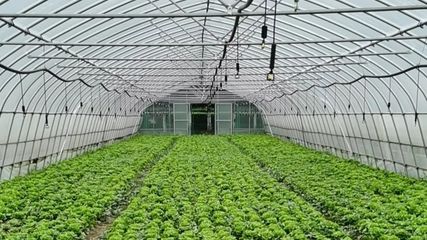 暖心支援抗疫一線 青浦某合作社連夜配送愛心蔬果