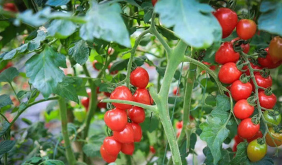 品黃潭米粉，拾竟陵文化 魅力黃潭蔬果專業合作社打卡之旅