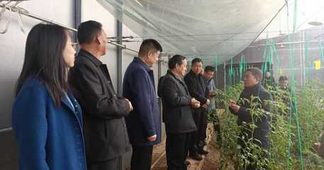 省農業農村廳深入我區調研農產品質量安全監管，關注蔬果專業合作社發展