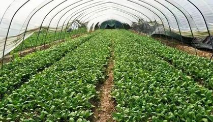 重磅！崇明12家蔬果專業合作社獲評2018年國家農民合作社示范社