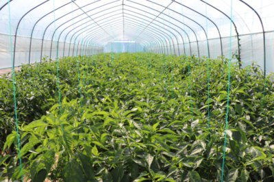 冷鏈暖農心 湖南著力解決果蔬出村進城“最初一公里”