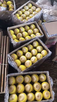 樂亭甜瓜采摘正酣 海民果蔬專業合作社代辦服務助力農產品熱銷