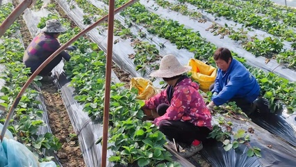 安徽定遠 引來金融“活水” 澆灌萬畝良田 蔬果專業(yè)合作社