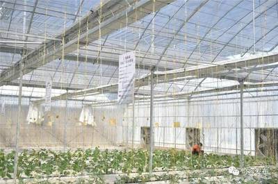 稻田飄出酸味？句容推廣‘戴莊經(jīng)驗’助推蔬果專業(yè)合作社發(fā)展