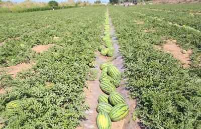 一三〇團六連 西瓜開園幸福來，蔬果專業(yè)合作社引領(lǐng)致富路