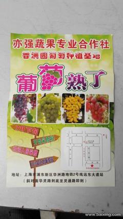 川沙葡萄采摘季盛大開啟，品味上海浦東新區(qū)的田園樂趣