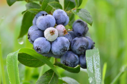 浪漫夢幻的城堡，沉醉甜蜜的果香——乳山網(wǎng)紅打卡地蔬果專業(yè)合作社